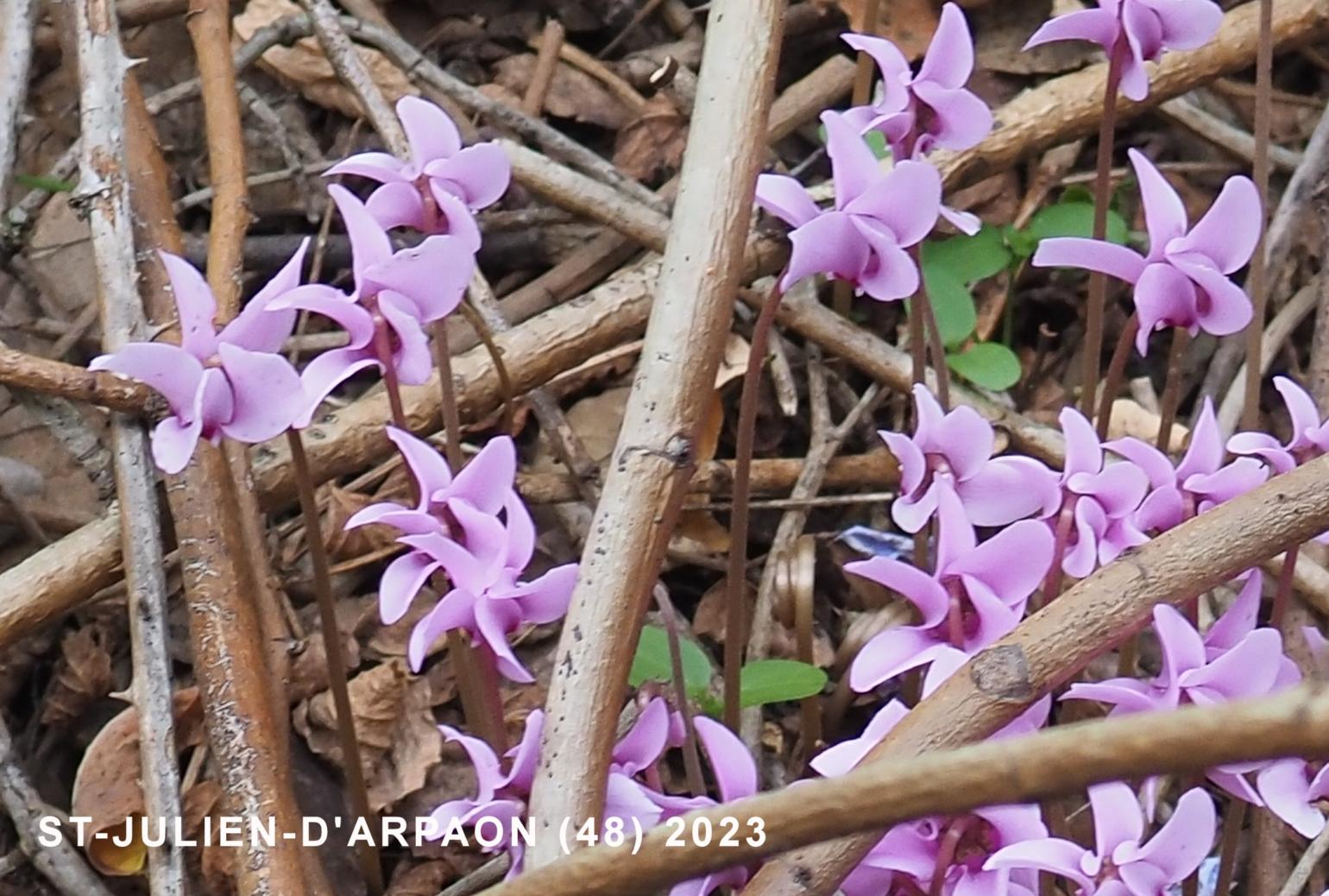 Cyclamen, Ivy-leaved